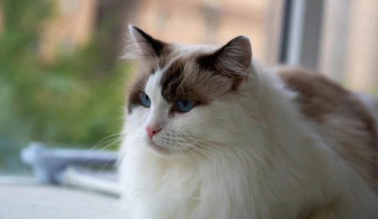 布偶貓適宜溫度 布偶貓適宜溫度