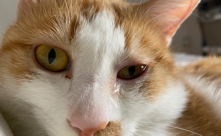 貓眼睛疾病 貓眼睛疾病