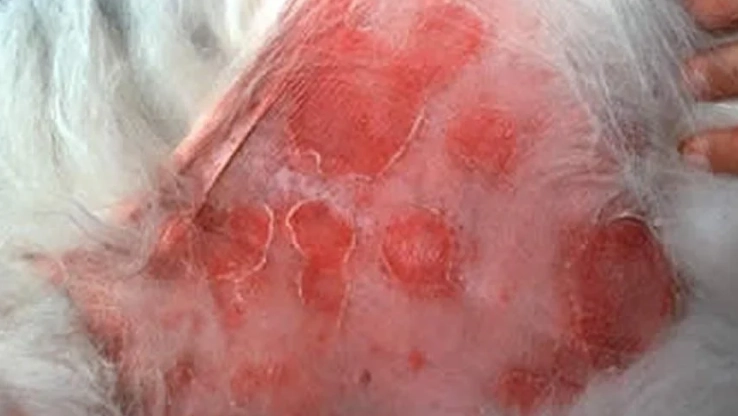 狗狗皮膚病症狀 狗狗皮膚病症狀