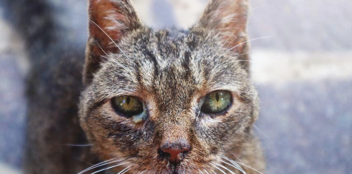 貓皰疹病毒 貓皰疹病毒