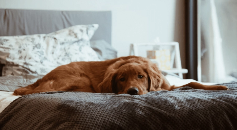 狗胰臟炎症狀 狗胰臟炎症狀