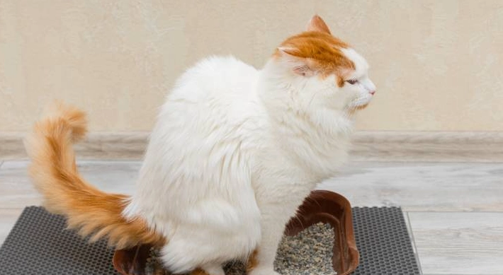 貓尿血原因 貓尿血原因