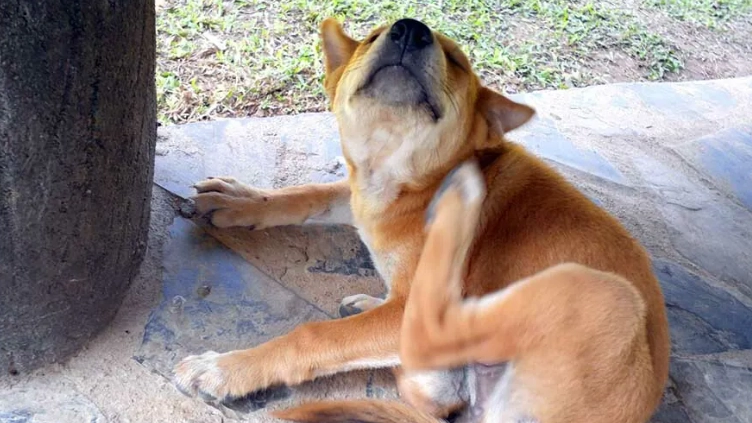 寵物皮膚病預防 寵物皮膚病預防