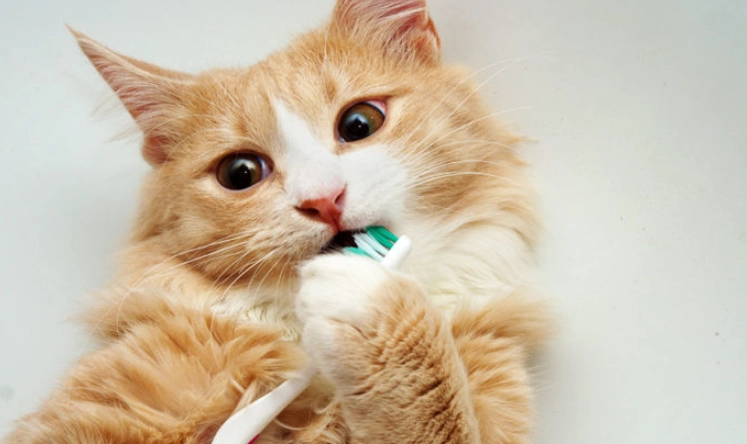 貓咪口腔護理 貓咪口腔護理