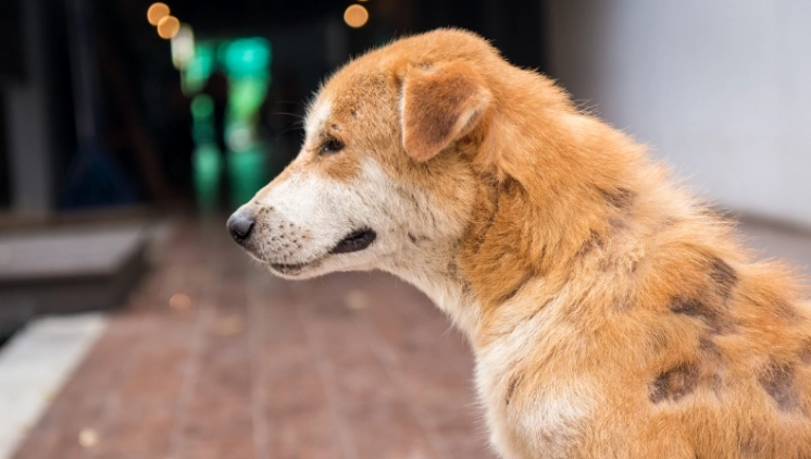 狗狗皮膚病症狀 狗狗皮膚病症狀