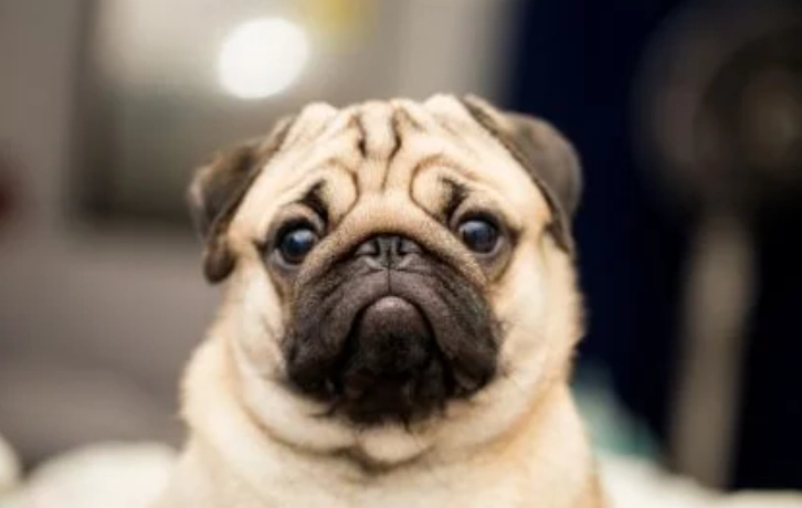 巴哥犬吠叫原因 巴哥犬吠叫原因