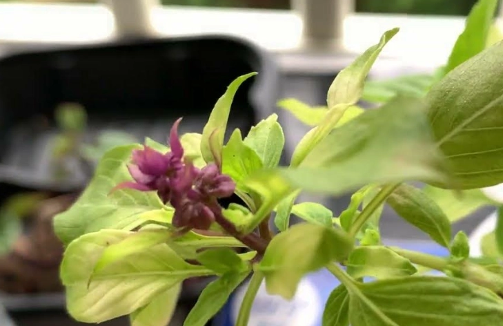 九層塔開花修剪 九層塔開花修剪