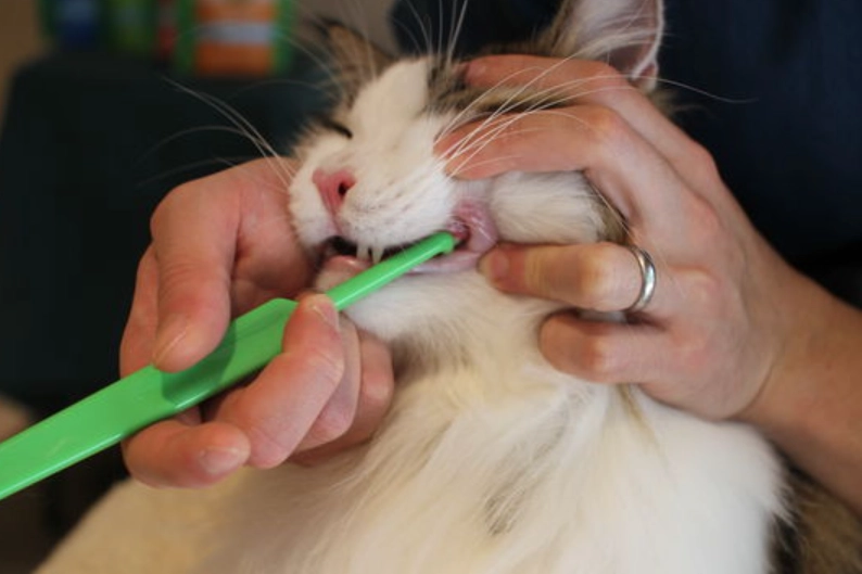 貓刷牙步驟 貓刷牙步驟