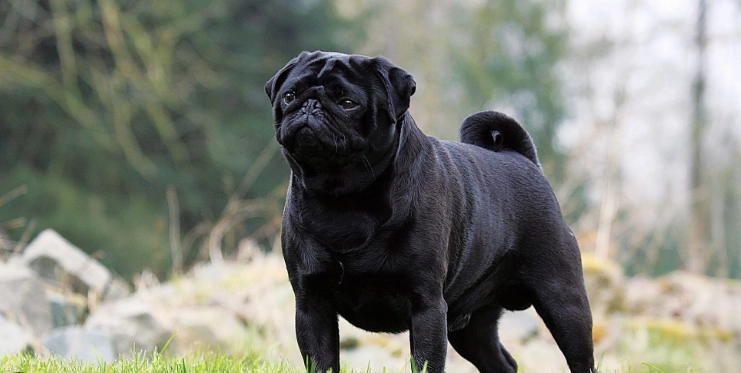 巴哥犬訓練方法 巴哥犬訓練方法