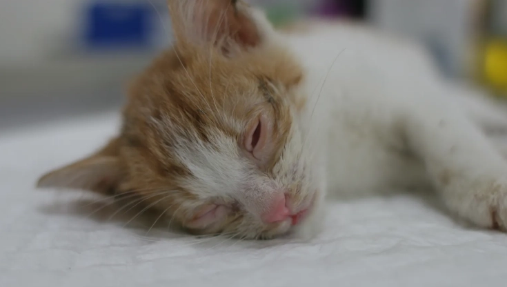 貓眼睛疾病 貓眼睛疾病