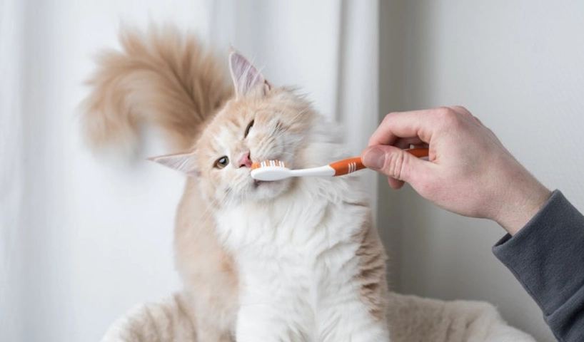 貓咪口腔護理 貓咪口腔護理