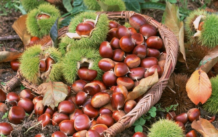 栗子食譜 栗子食譜