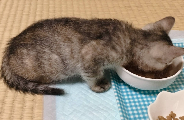 幼猫饲料选择 幼猫饲料选择