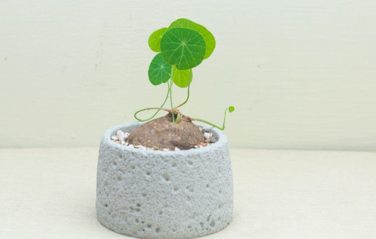 圓葉山烏龜葉子變黃