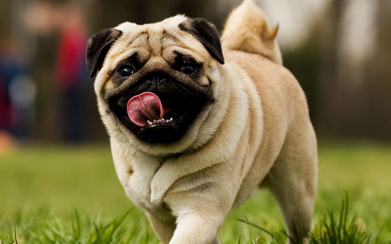 巴哥犬訓練方法 巴哥犬訓練方法