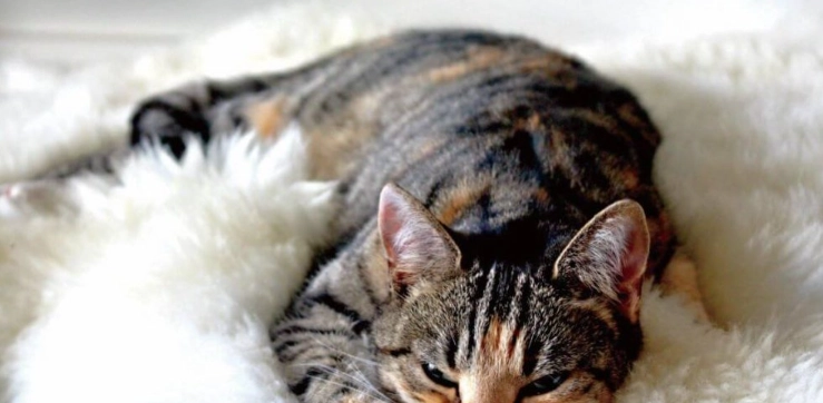 貓皰疹症狀 貓皰疹症狀