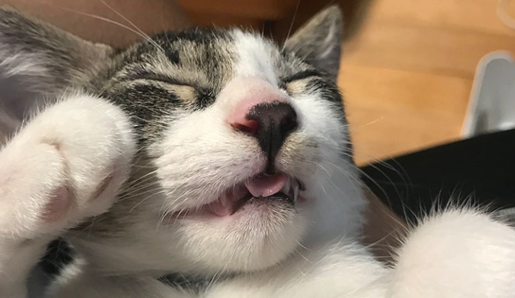 貓沒食慾原因 貓沒食慾原因