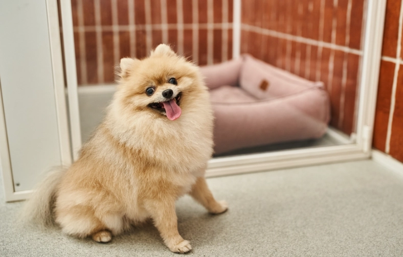 寵物安親班價格