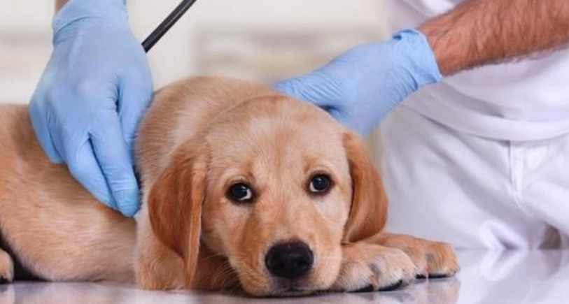 預防狗胰臟炎方法 預防狗胰臟炎方法