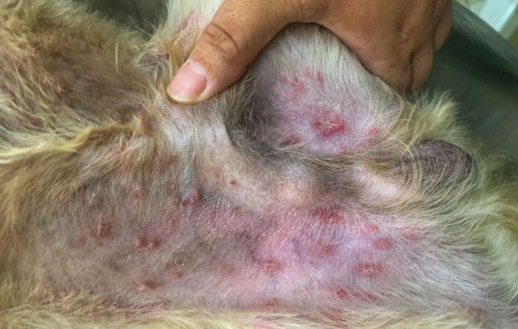 狗皮膚病治療 狗皮膚病治療