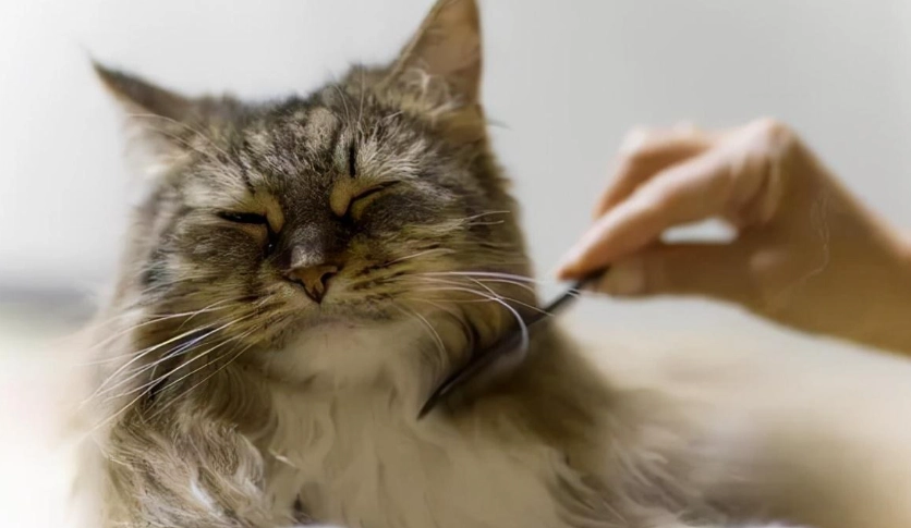 貓沒食慾原因 貓沒食慾原因