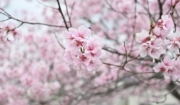 櫻花開花時間