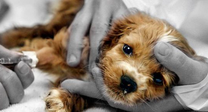 犬細小病毒預防