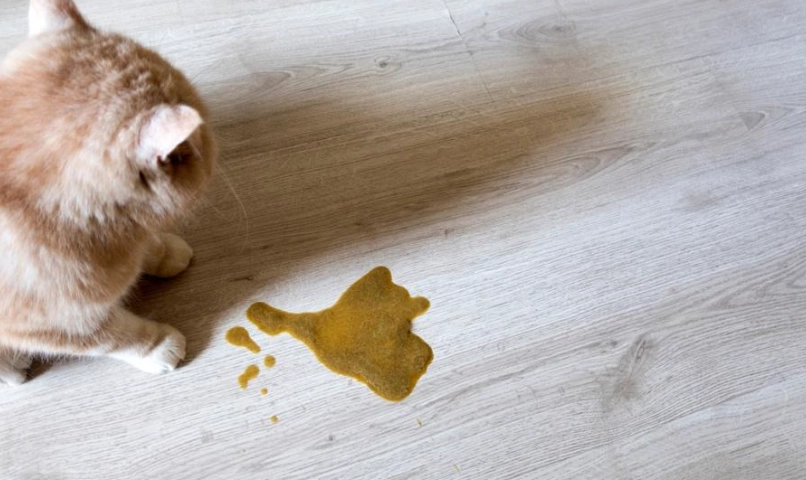 貓咪腸胃炎治療