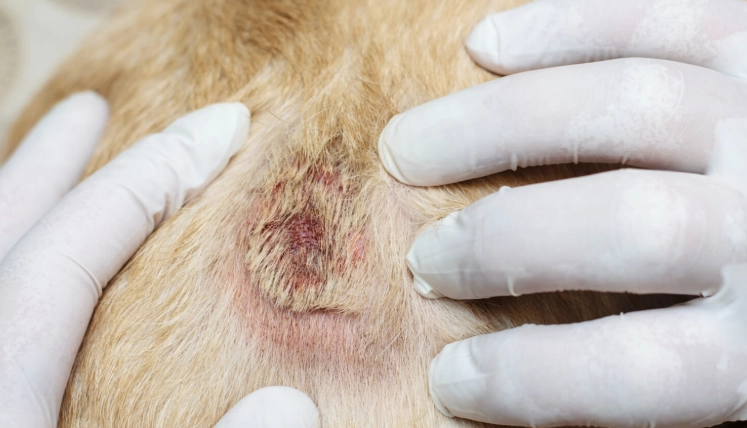 寵物皮膚病預防 寵物皮膚病預防