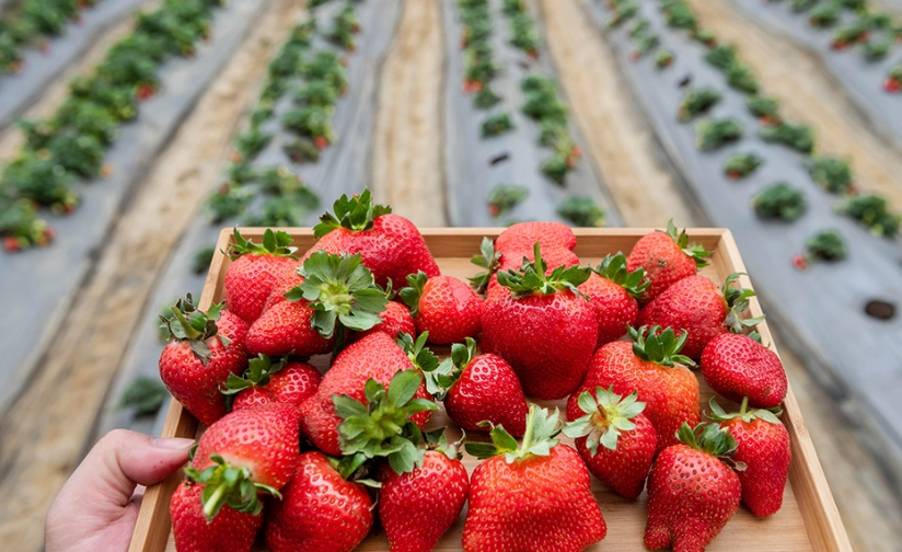 草莓種植