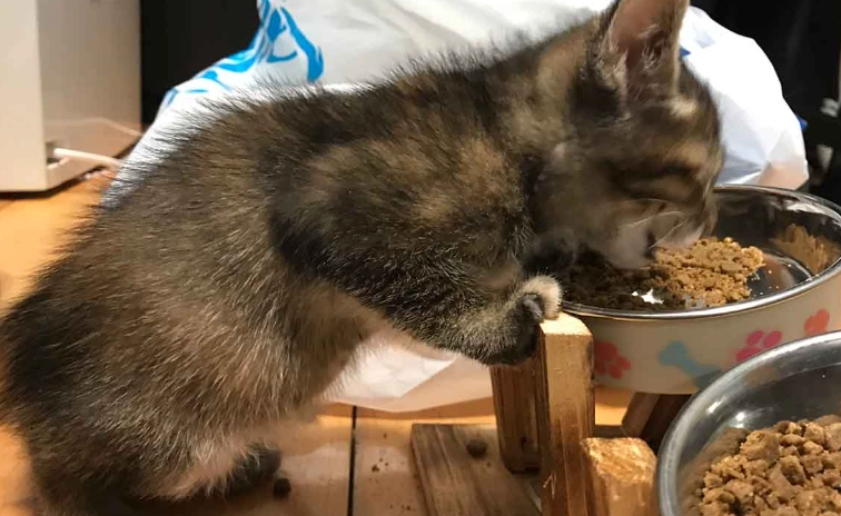 猫粮成分分析 猫粮成分分析