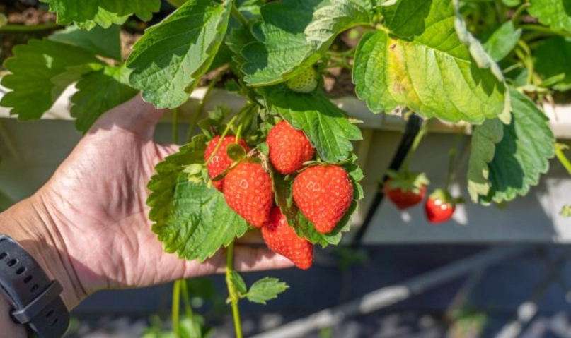 自採草莓園價格