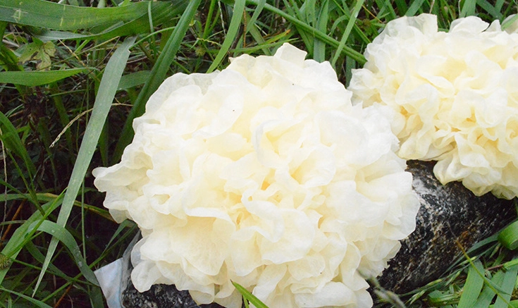 白木耳中毒症狀