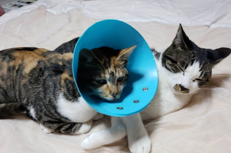 貓結紮頭套戴多久 貓結紮頭套戴多久