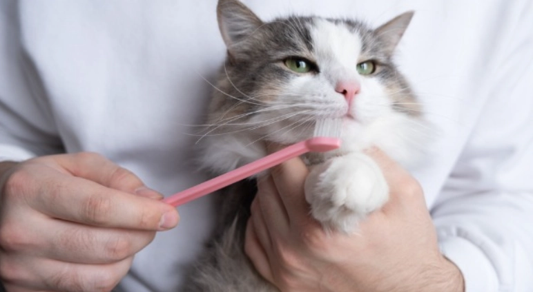 貓刷牙步驟 貓刷牙步驟