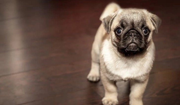 巴哥犬吠叫原因 巴哥犬吠叫原因