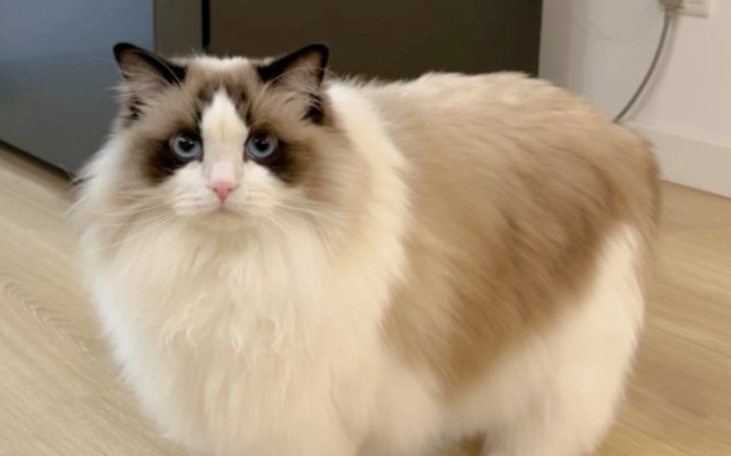 布偶貓環境溫度 布偶貓環境溫度