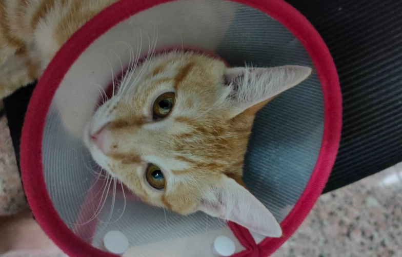 母貓結紮頭套時間 母貓結紮頭套時間