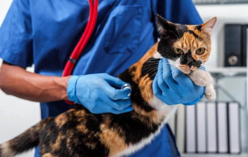 貓結紮恢復時間 貓結紮恢復時間