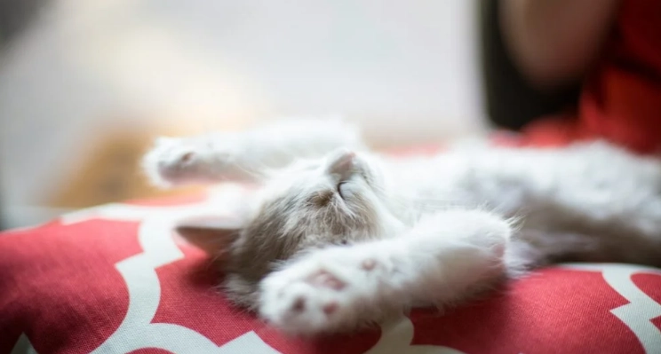 幼猫饲料选择 幼猫饲料选择