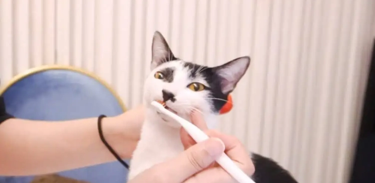 貓咪口腔護理 貓咪口腔護理