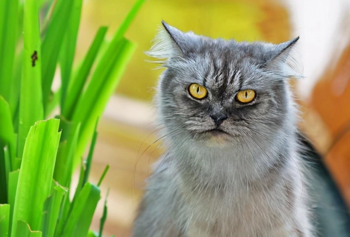 毛球症治療方法 毛球症治療方法