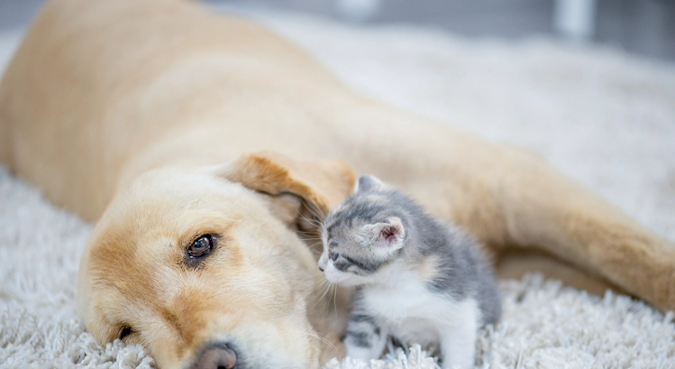 貓瘟狗會感染嗎