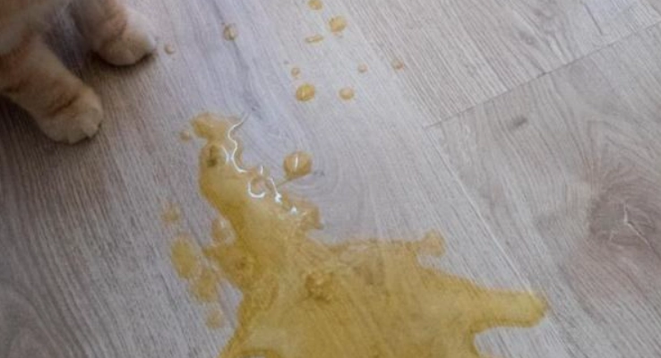 貓咪腸胃炎治療