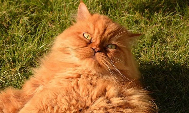 波斯貓飼養國家