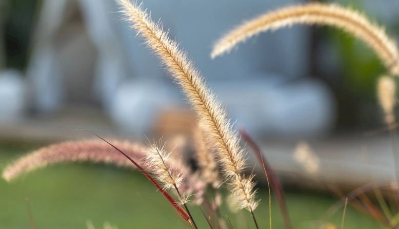九尾草功效 九尾草功效