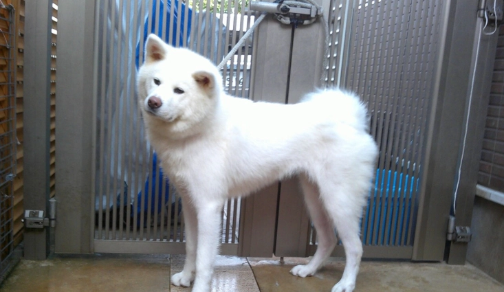 白色秋田犬特徵 白色秋田犬特徵