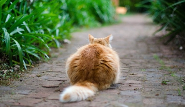 貓尾巴行為意思