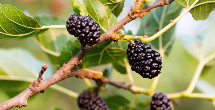 桑椹乾製作方法 桑椹乾製作方法