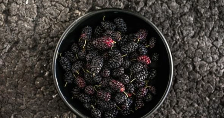 桑椹營養 桑椹營養